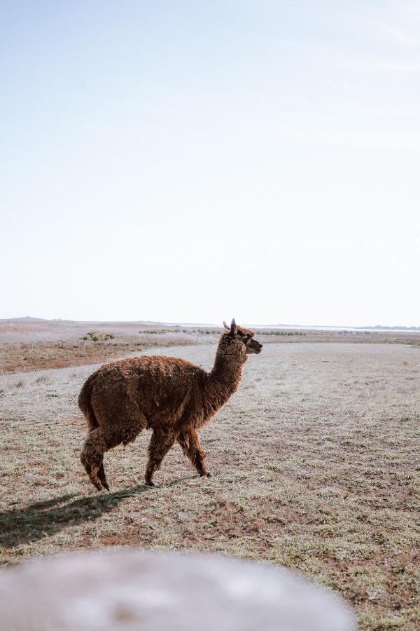 Coorong Island Retreat - Farm Stay At Pet Friendly Property Meningie Eksteriør bilde
