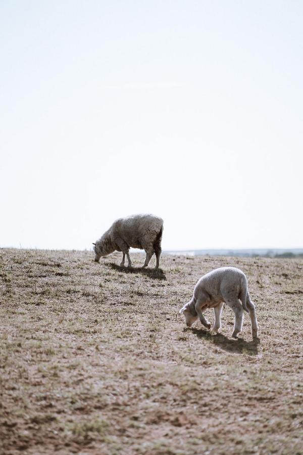 Coorong Island Retreat - Farm Stay At Pet Friendly Property Meningie Eksteriør bilde