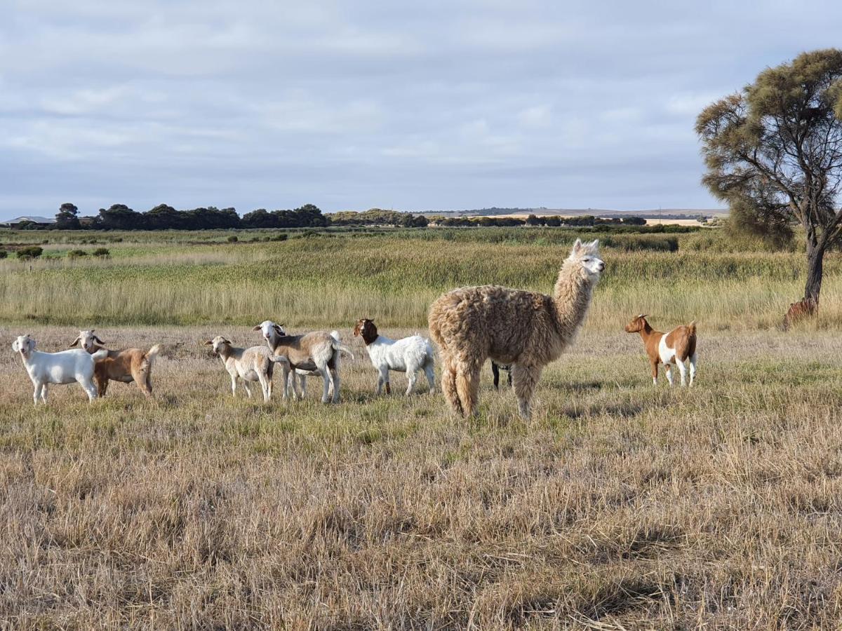 Coorong Island Retreat - Farm Stay At Pet Friendly Property Meningie Eksteriør bilde