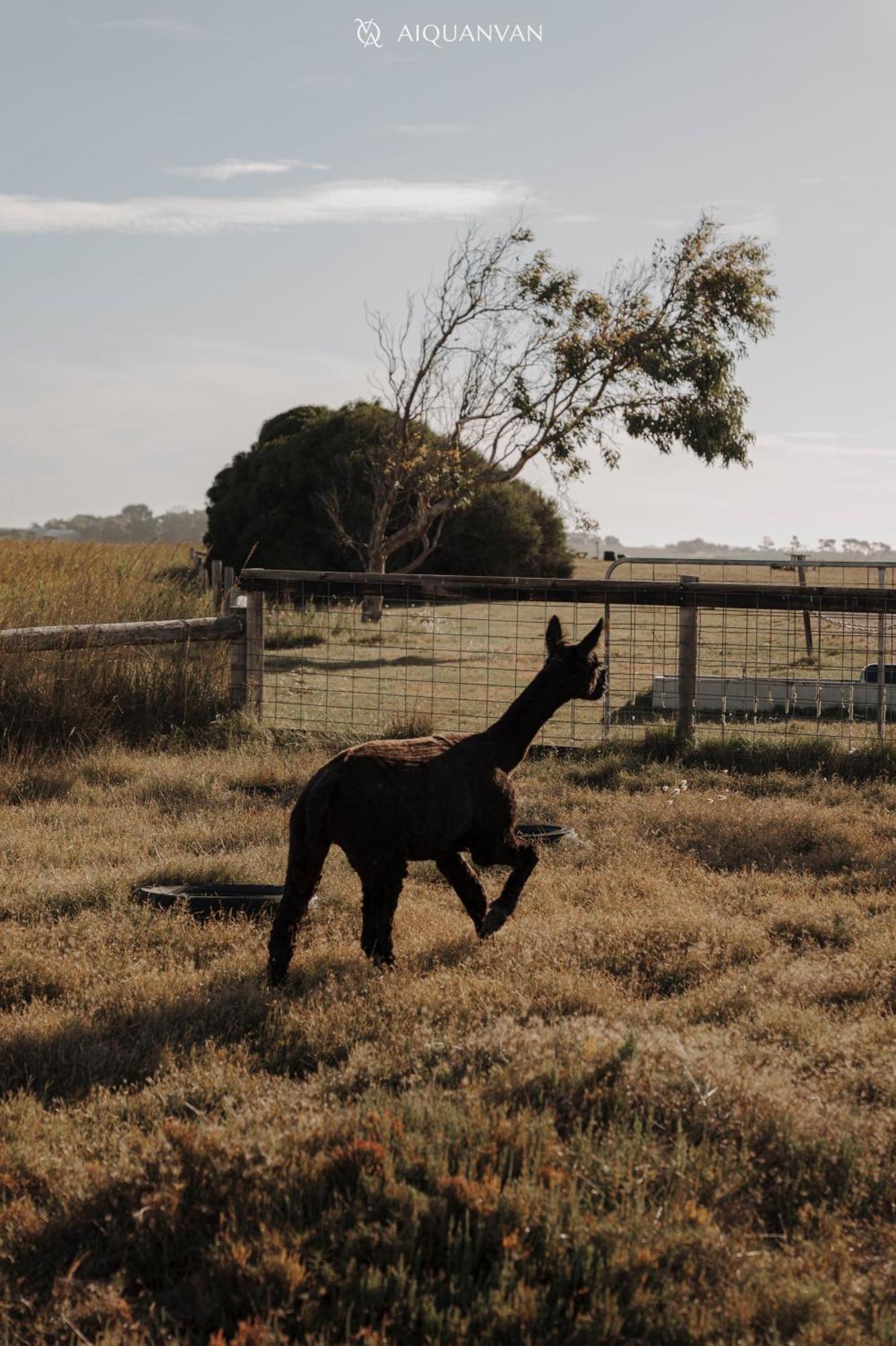 Coorong Island Retreat - Farm Stay At Pet Friendly Property Meningie Eksteriør bilde